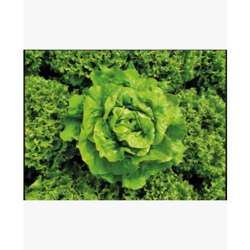 Saláta Amarna Pillírozott Enza - 5000 szem