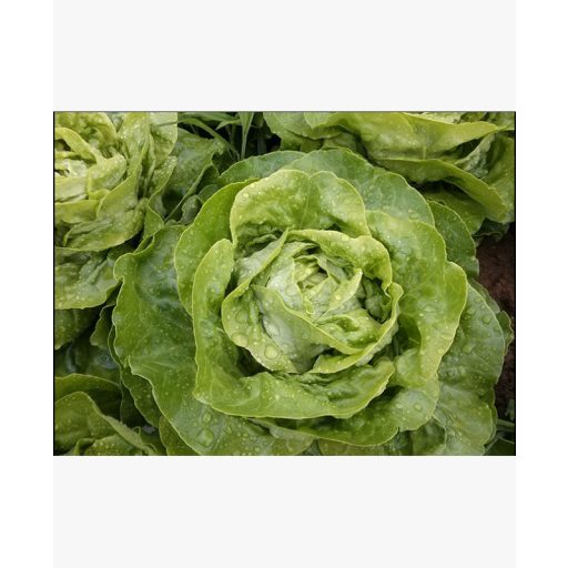 Saláta Analora Pillírozott Enza - 5000 szem