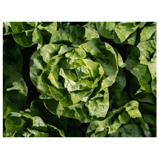 Saláta Valea Pillírozott Enza - 5000 szem