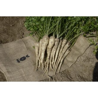   Petrezselyem Corsica F1 B-MAX Előcsíráztatott Bejo - 100.000 szem