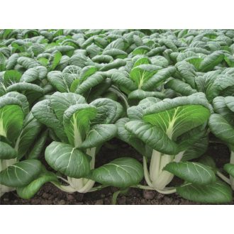 Pak Choi Bopak F1 Precíziós Bejo - 2500 szem