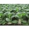 Pak Choi Bopak F1 Precíziós Bejo - 2500 szem