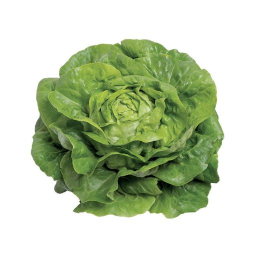 Saláta Analotta Pillírozott Enza - 5000 szem