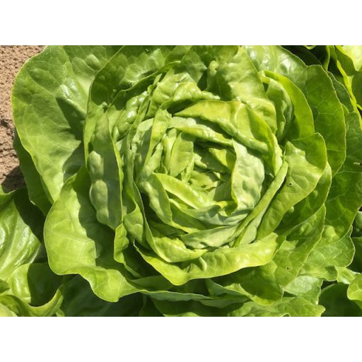 Saláta Anandra Pillírozott Enza - 5000 szem