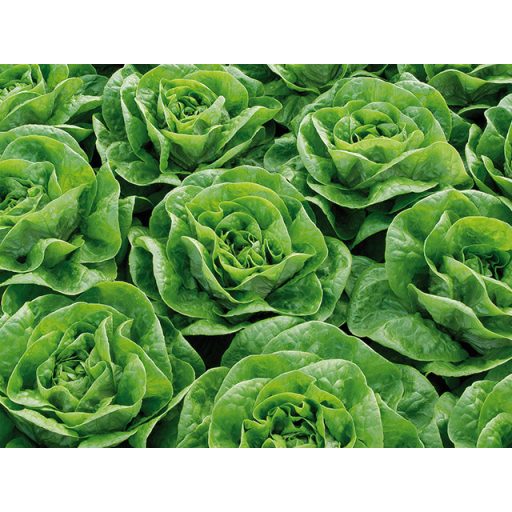 Saláta Brighton Pillírozott - 5000 szem