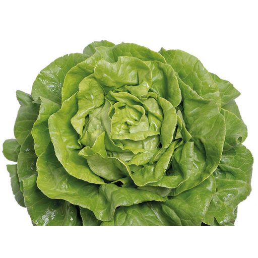 Saláta Donela Pillírozott Enza - 5000 szem