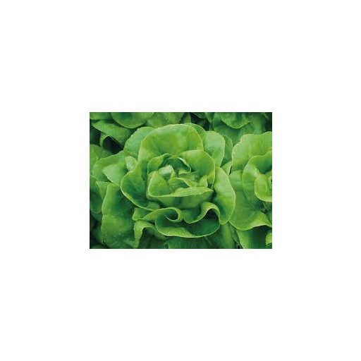 Saláta Fusandra Pillirozott Enza - 5000 szem