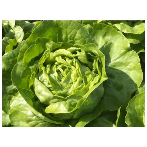 Saláta Takoda Pillírozott Enza - 5000 szem