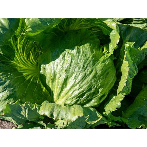 Saláta Casemiro Jégsaláta Pillírozott Enza - 5000 szem