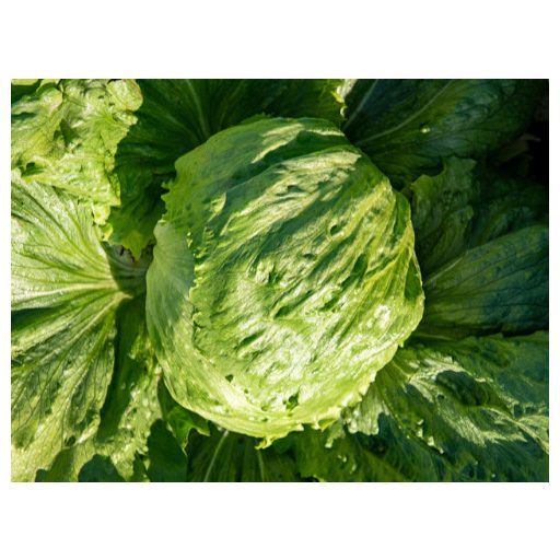 Saláta Damion Jégsaláta Pillírozott Enza - 5000 szem