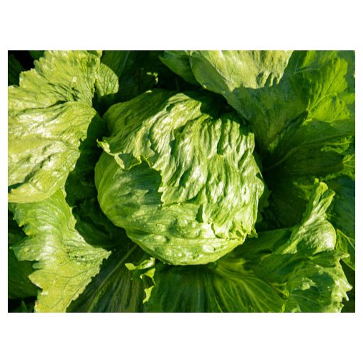 Saláta Danilo Jégsaláta Pillírozott Enza - 5000 szem