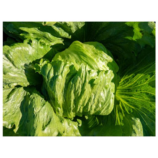 Saláta Eduardo Jégsaláta Pillírozott Enza - 5000 szem