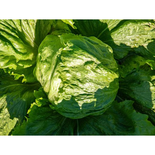 Saláta Elmundo Jégsaláta Pillírozott Enza - 5000 szem