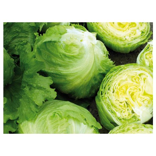 Saláta Expression Jégsaláta Pillírozott Enza - 5000 szem