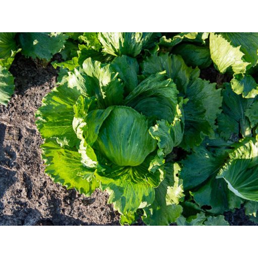 Saláta Ferro Jégsaláta Pillírozott Enza - 5000 szem