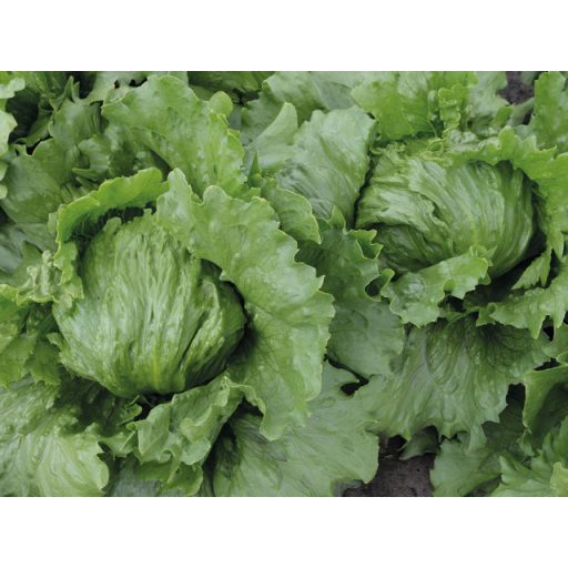 Saláta Mercelo Pillírozott Enza - 5000 szem