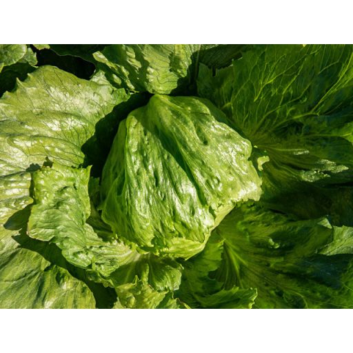 Saláta Philemo Jégsaláta Pillírozott Enza - 5000 szem