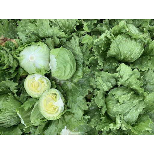 Saláta Plano Jégsaláta Pillírozott Enza - 5000 szem