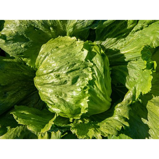 Saláta Salvio Jégsaláta Pillírozott Enza - 5000 szem