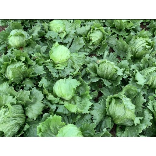 Saláta Valeriano Jégsaláta Pillírozott Enza - 5000 szem