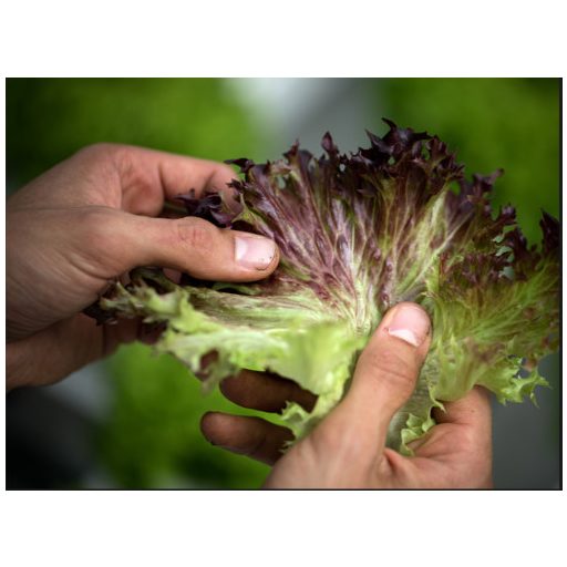 Saláta Lea Lollo Pillírozott Enza - 5000 szem