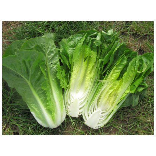 Saláta Kilnsey Pillírozott Római Enza - 5000 szem