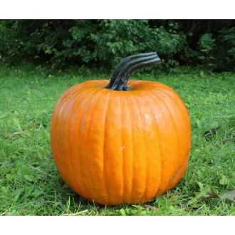   Sütőtök Cronus F1 Hakkoween (Halloween Tök) Bobby - 250 szem