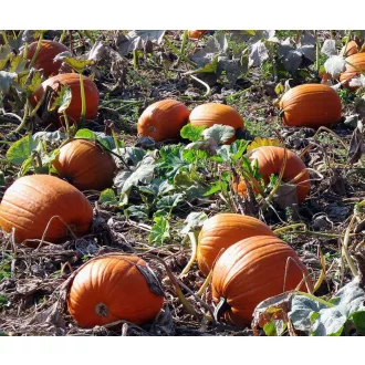 Sütőtök Expert F1 Hakkoween Bobby - 250 szem