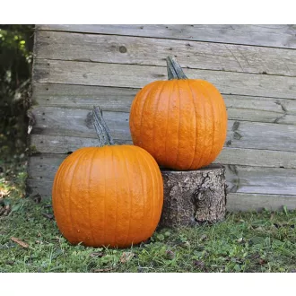 Sütőtök Renegade F1 Hakkoween Bobby - 250 szem