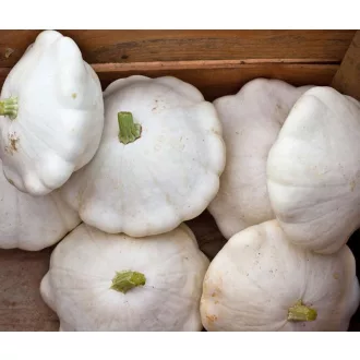 Patisszon Custard White Bobby - 250 szem