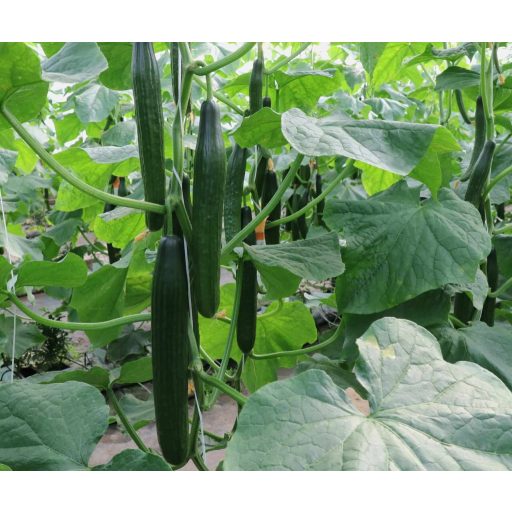 Uborka Nairobi F1 Kígyó Orosco - 500 Szem