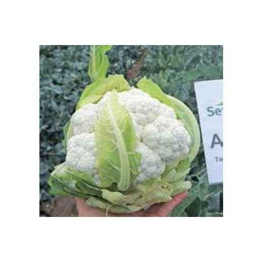 Karfiol Agenda F1 Seminis - 2500 szem