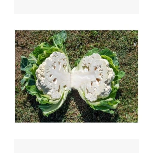 Karfiol Carnegy F1 Enza - 2500 szem