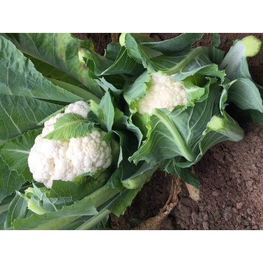 Karfiol Elintos F1 Enza - 2500 szem