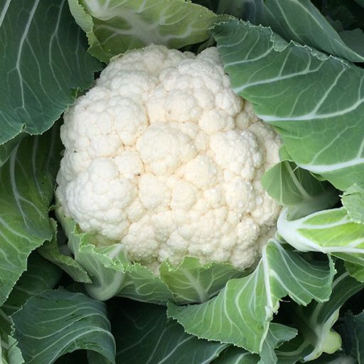 Karfiol Giewont F1 Seminis - 2500 szem