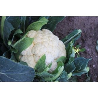Karfiol SV5818AC F1 Seminis - 2500 szem