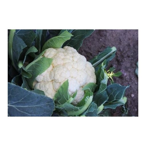 Karfiol SV5818AC F1 Seminis - 2500 szem