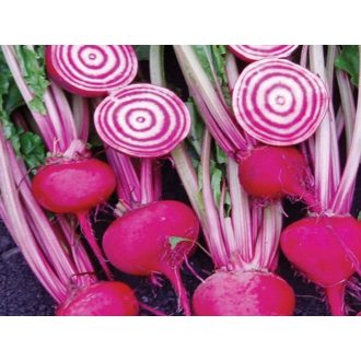 Cékla Chioggia Guardsmark Sakata - 50.000 szem