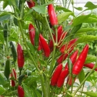   Paprika Belzebú F1 (PH 16968) Chili Csípős Esasem - 1000 szem