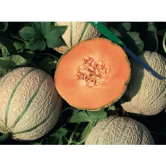 Sárgadinnye Melgic F1 Sakata - 500 szem