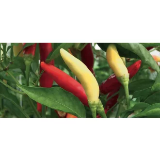   Paprika Piccante Citrino F1 Csípős Chili Esasem - 1000 szem