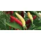 Paprika Piccante Citrino F1 Csípős Chili Esasem - 1000 szem