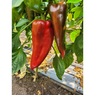 Paprika Mathias F1 Capsico - 100 szem