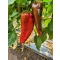 Paprika Mathias F1 Capsico - 100 szem