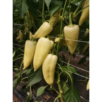 Paprika Feri F1 Capsico - 100 szem