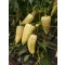 Paprika Feri F1 Capsico - 100 szem