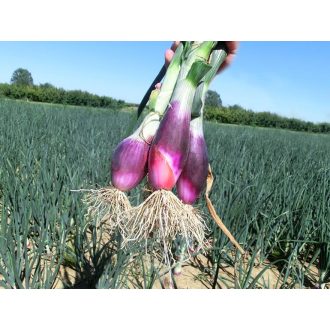 Vöröshagyma ROUGE LONG DE FLORENCE Lila Sonka ZFW - 250g