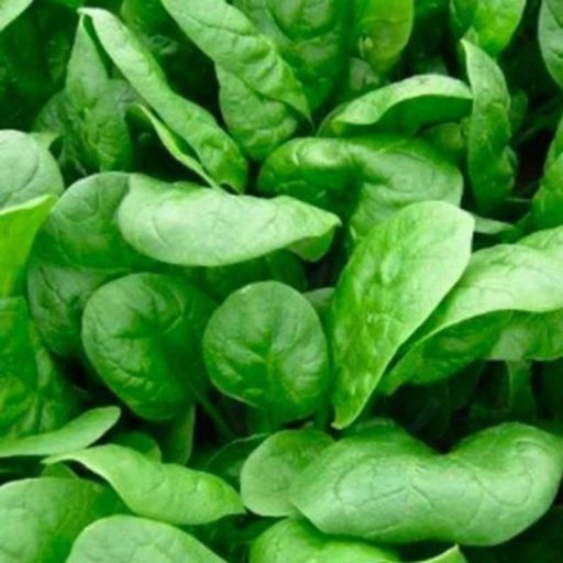 Spenót MSX 40001 F1 ZFW - 25.000 szem