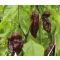 Paprika Bhut Jolokia Chocolate Chili ZFW - 50 szem