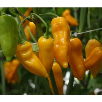 Paprika Bhut Jolokia Yellow Chili ZFW - 50 szem